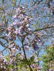 Flowers of empress tree or princess tree, or foxglove tree, Paulownia tomentosa