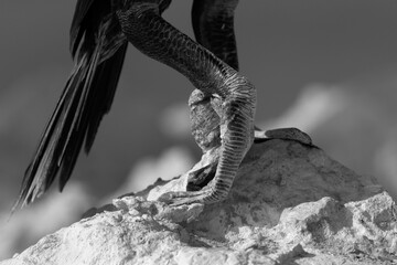 Closeup of a Socotra cormorant webbed leg perched on limestone rock at Busiateen coast, Bahrain