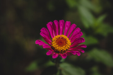 flower of a cosmos flower