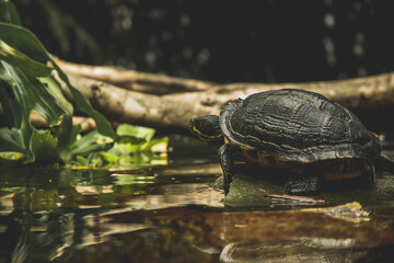 Obraz premium turtle in the pond