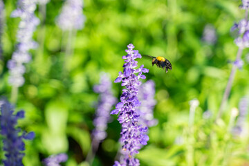 Bees are collecting nectar from lavender flowers.