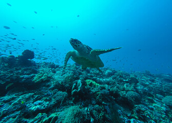 Schildkröten auf Bali Indonesien
