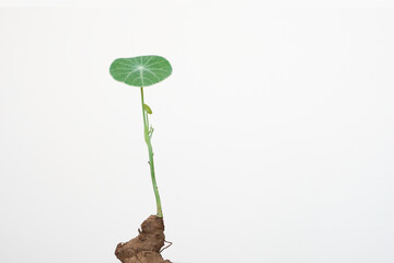 A small tree for people who enjoy minimalist style in white background