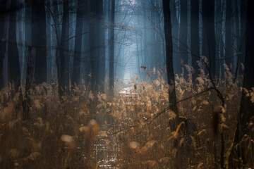Fototapeta Tajemniczy piękny las o wschodzie słońca, tajemnica, depresja, strach i mroczny klimat obraz