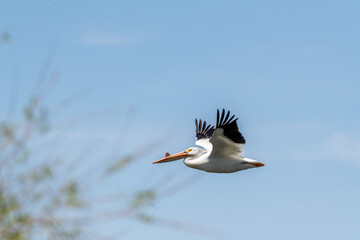 Pelican flying in the sky