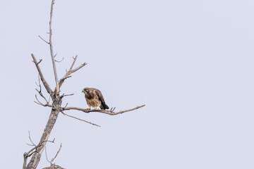 Hawk in a tree looking for food