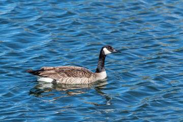 Obraz premium canadian goose swimming in water