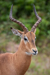 Impala Ram_7386