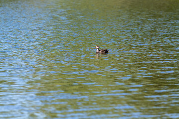 duck in the water
