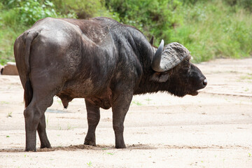 Obraz premium Buffalo Bull_7437