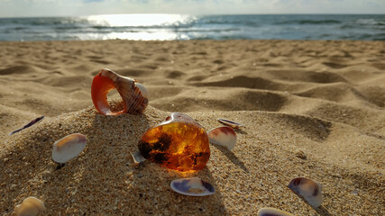 A piece of raw sparkling Baltic amber and seashells large and small on the sand against the sea.  Early summer morning.  