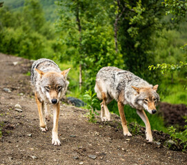 Two wolfs walking on a road in Norway