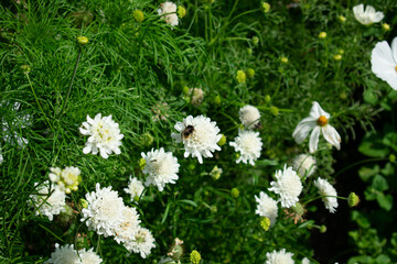 Bee on flower