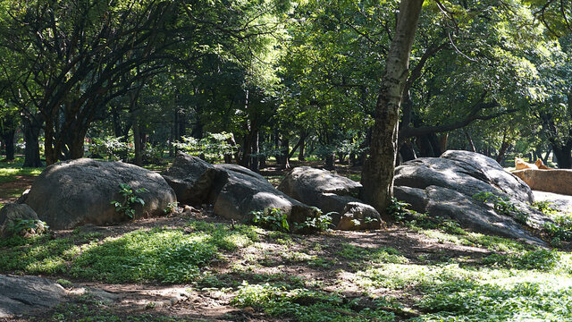 Natural sculptured rocks in a lustrous green background at Cubbon Park, Bangalore, India. 