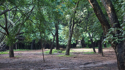 Lots of trees in the park at Cubbon Park, Bangalore, India. 