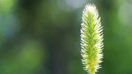 Meadow fescue on a bright sunny day. Close-up