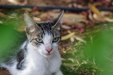 Sleepy Cat in Ronda Malaga