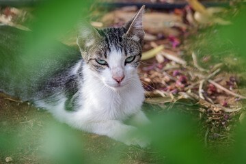 Obraz premium Sleepy Cat in Ronda Malaga