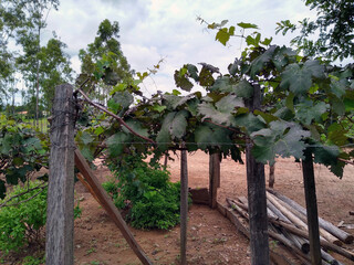 Vinhedo, uvas, grape 