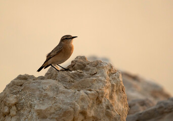 Isabelline Wheatear perched on limestone rock at Busiateen coast, Bahrain