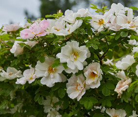 rosa nevada growing in summer garden
