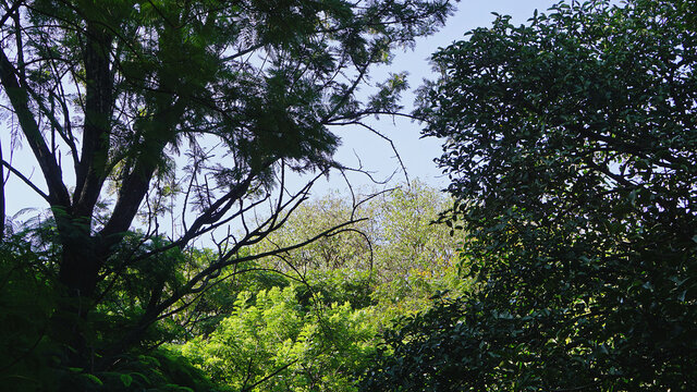 Trees in the morning at Cubbon Park, Bangalore, India. 