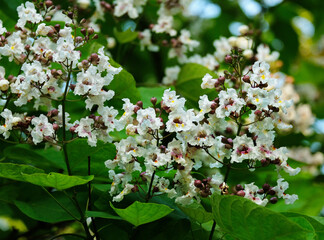 Flowering catalpa