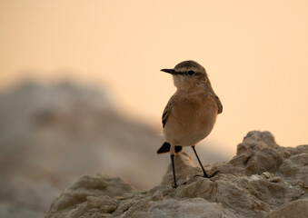 Isabelline Wheatear perched on limestone rock at Busiateen coast, Bahrain