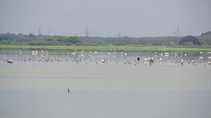 Flocks of cranes & pelicans in a natural water body at Ossoudu Boat Club, Puducherry, India. 