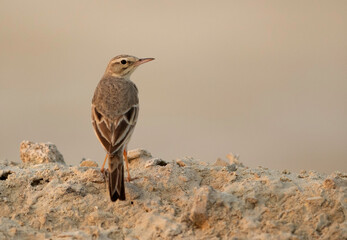 Long-billed pipit perched on limestone rock at Busiateen coast, Bahrain