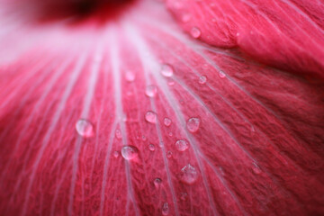 Foto macro de pétalos rosados cubiertos de gotas de agua