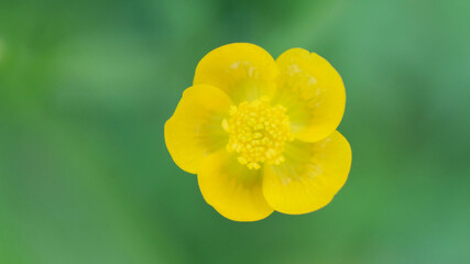 Fototapeta premium Common Buttercup yellow flowers on green grass background. Ranunculus acris meadow buttercup, tall buttercup, giant buttercup. Closeup, selective focus