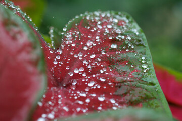 Hoja cubierta de gotas de agua