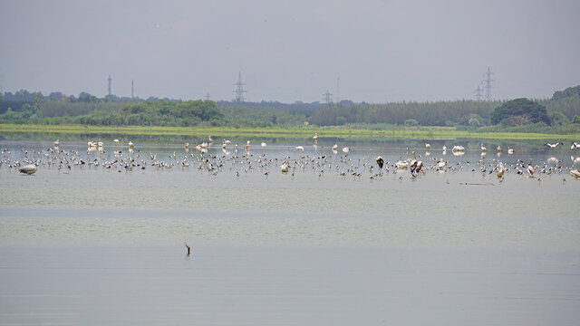 Flocks of cranes & pelicans in a natural water body at Ossoudu Boat Club, Puducherry, India. 