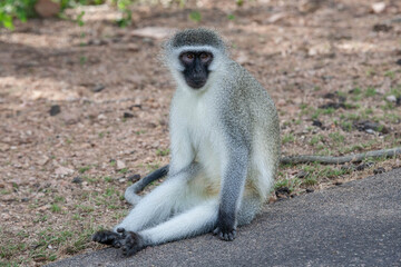 Vervet Monkey_7765