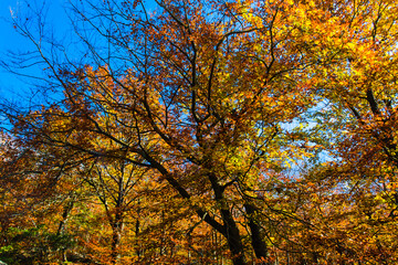 Colorful trees and leaves in autumn in the Montseny Natural Park in Barcelona, Spain