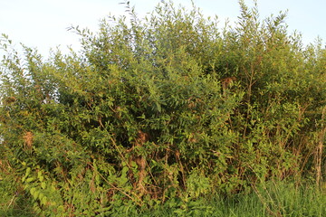 Fototapeta na wymiar Bushes and trees by the river in summer in the village