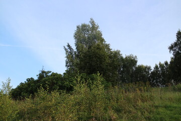 Obraz premium Bushes and trees by the river in summer in the village
