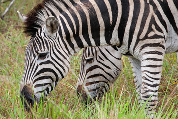 Fototapeta na wymiar Zebra Herd_7482