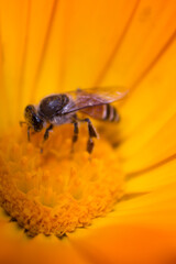 Bee On Flower