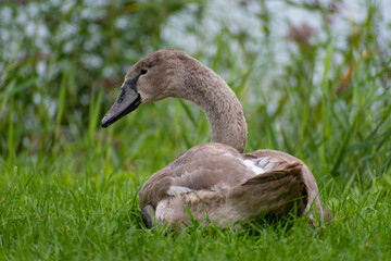 Beautiful young gray colored cygnus or swan in the grass in a warm and sunny autumn day