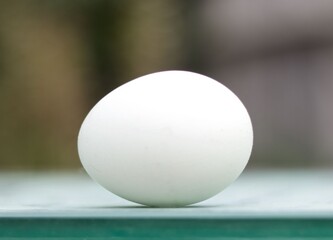 Hens egg on green surface with copy space and soft background