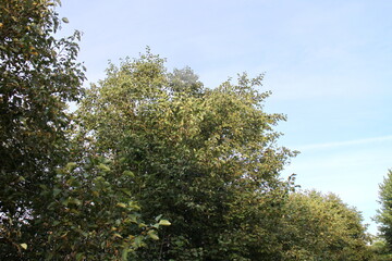 Bushes and trees by the river in summer in the village