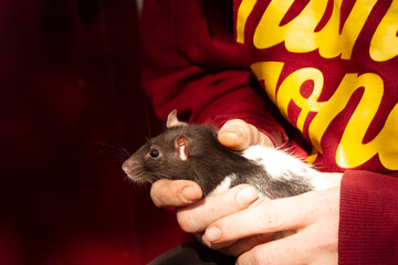 Young hooded rat held by her owner