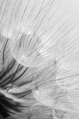 Washable wall murals Grey Abstract macro photo of dandelion seeds