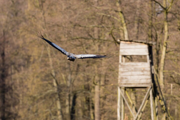 Żuraw Grus grus leci w stronę ambony myśliwskiej, przelot żurawia na miejscem żerowania © PeterG