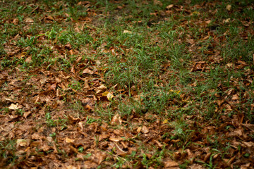 autumn leaves on the ground