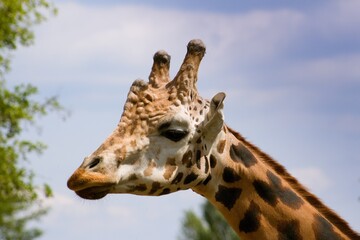 Giraffe head and neck under blue sky.Giraffa is an African artiodactyl mammal, the tallest living terrestrial animal and the largest ruminant.