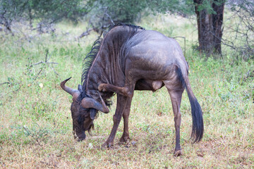 Blue Wildebeest_7368