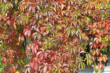 decorative maiden grapes on the wall of the house